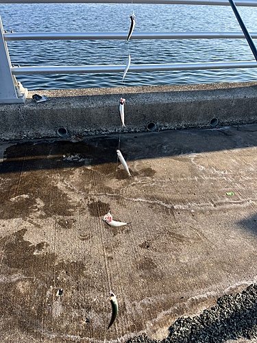 カタクチイワシの釣果