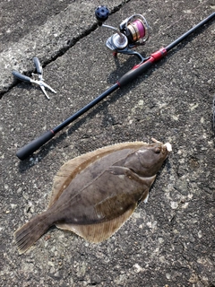 イシモチの釣果