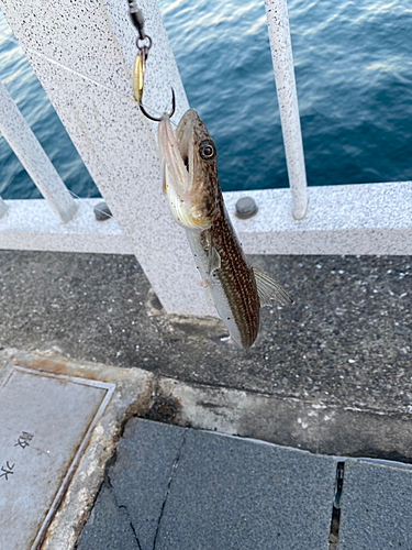 ガシラの釣果