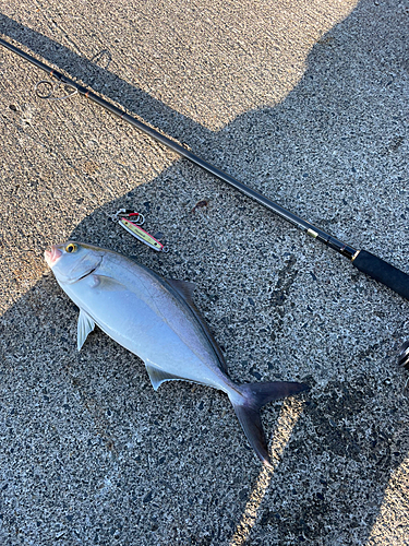 ショゴの釣果