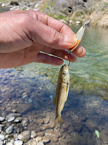 カワムツの釣果