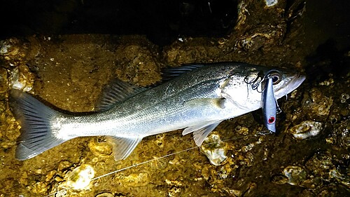 セイゴ（マルスズキ）の釣果