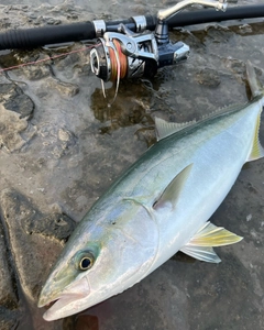 ハマチの釣果