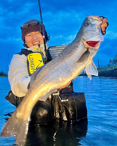 シーバスの釣果