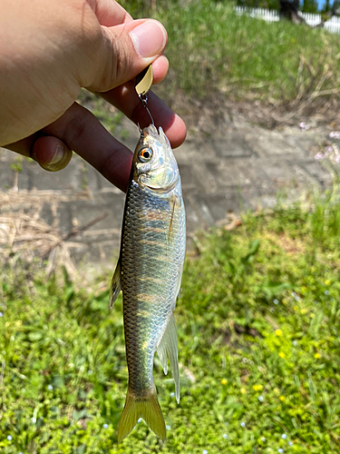 オイカワの釣果