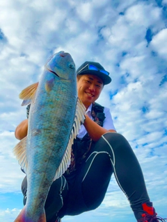 アオチビキの釣果