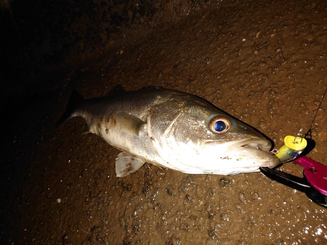 フッコ（マルスズキ）