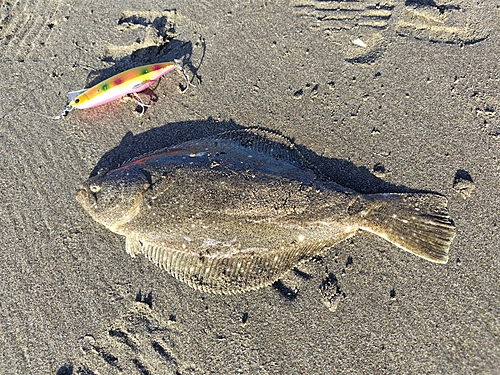 ソゲの釣果