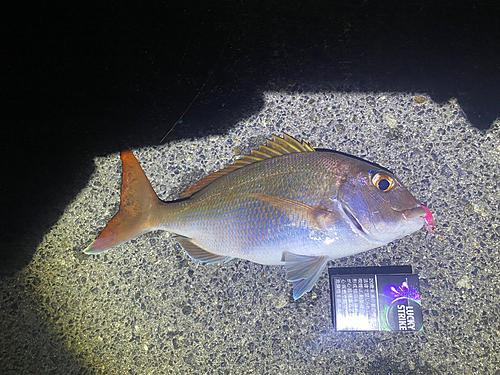 マダイの釣果