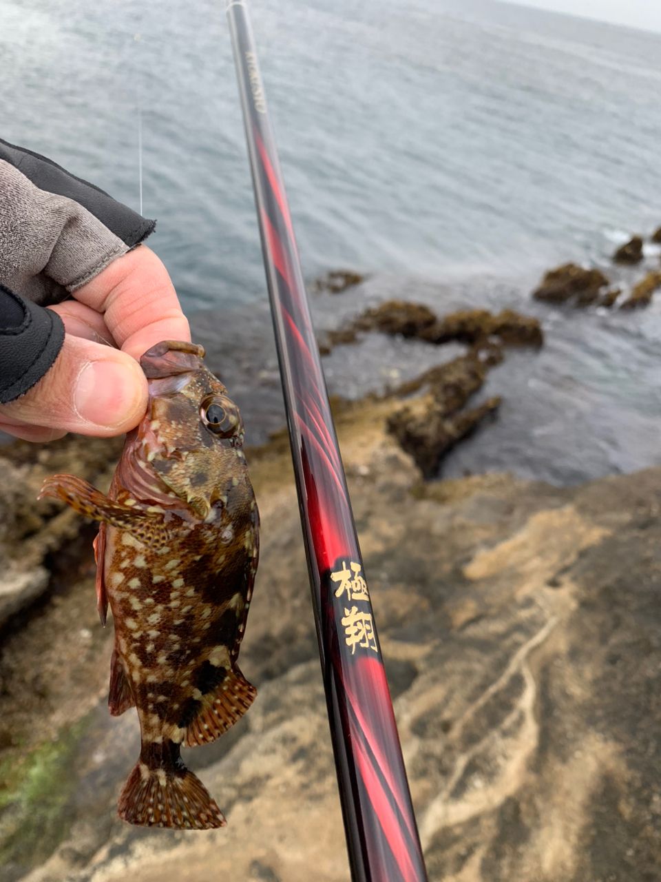クサの上のフグさんの釣果 2枚目の画像