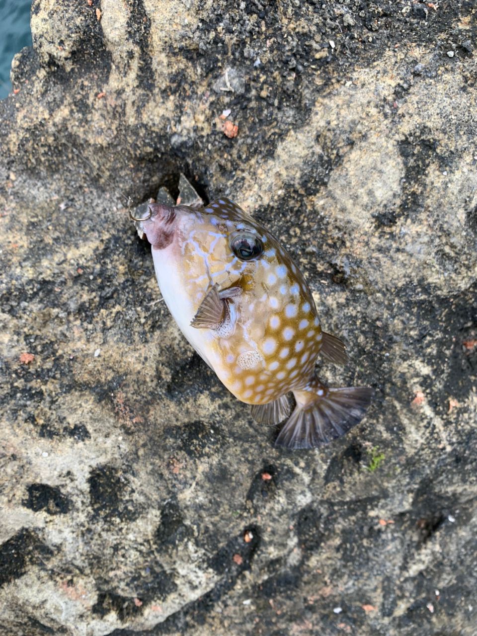 クサの上のフグさんの釣果 3枚目の画像