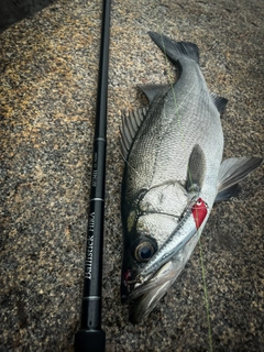 ヒラスズキの釣果