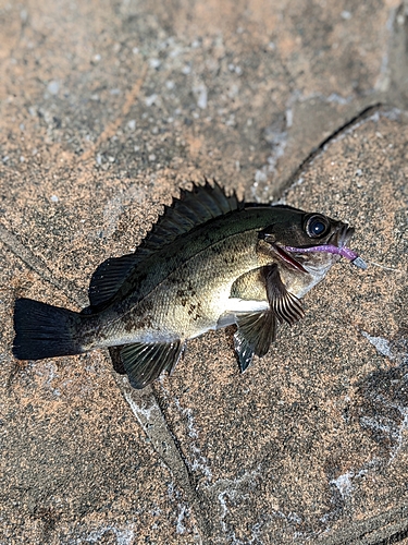 クロメバルの釣果