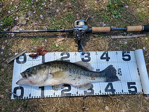 ブラックバスの釣果