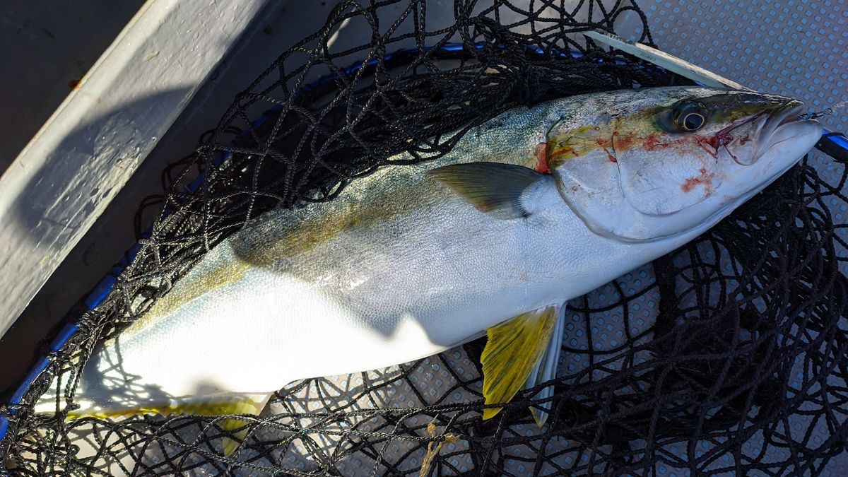 🎣みやもん🎣さんの釣果 2枚目の画像