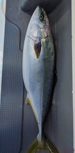 ブリの釣果