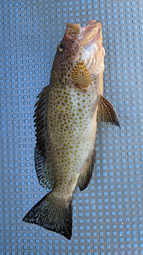 オオモンハタの釣果