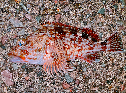 カサゴの釣果