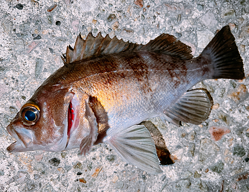 メバルの釣果