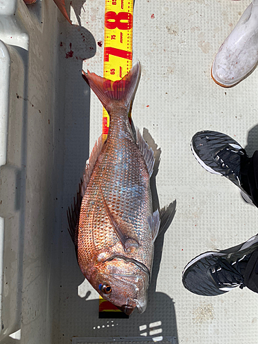 マダイの釣果