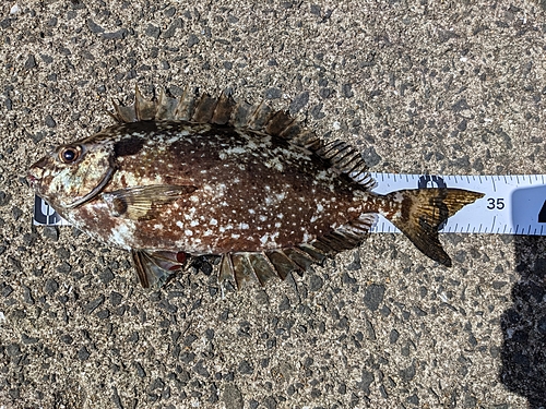 アイゴの釣果