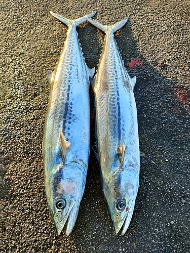 サゴシの釣果