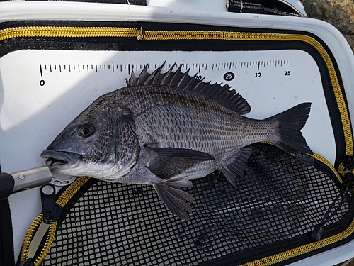 クロダイの釣果