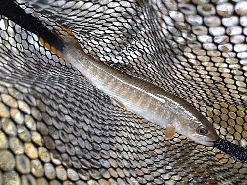 ニッコウイワナの釣果