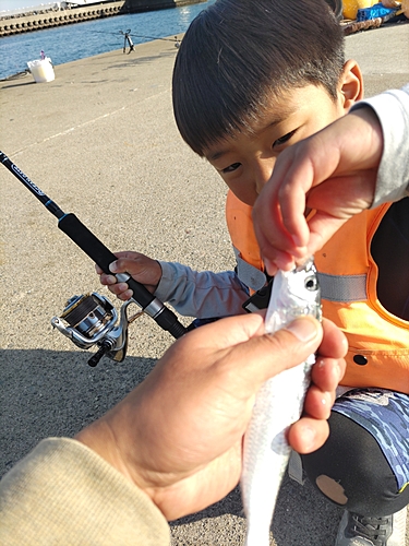 カタボシイワシの釣果