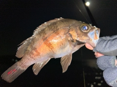 メバルの釣果