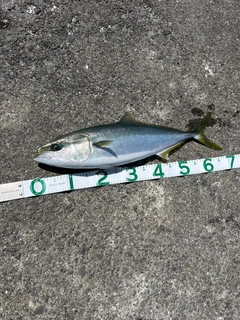 メジロの釣果