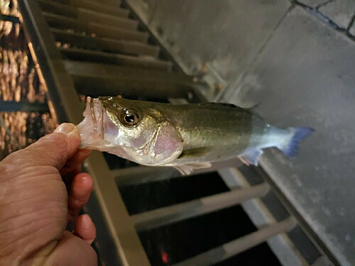 スズキの釣果