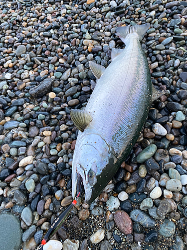 サクラマスの釣果