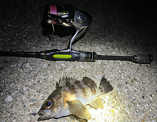 メバルの釣果