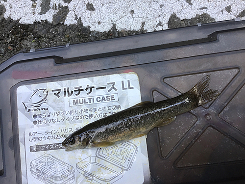 タカハヤの釣果