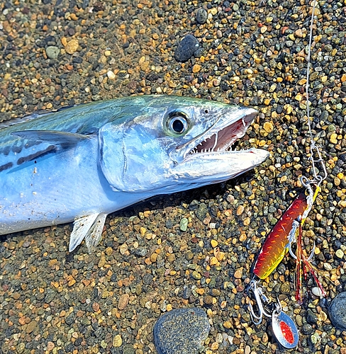 サゴシの釣果