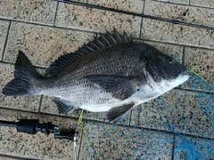 クロダイの釣果