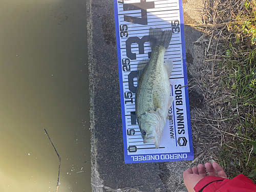 ブラックバスの釣果