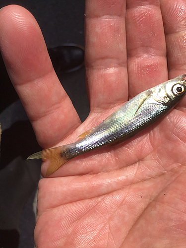 カワムツの釣果