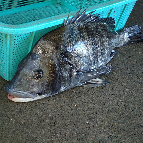 クロダイの釣果