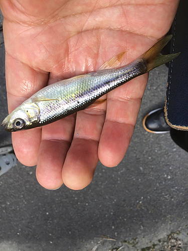 カワムツの釣果