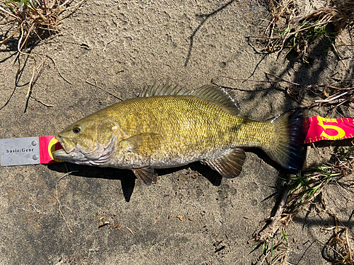 スモールマウスバスの釣果