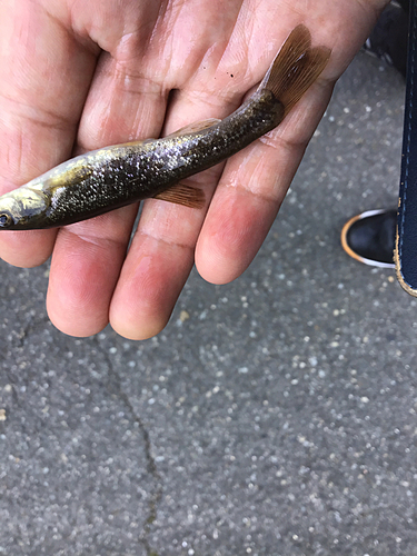 タカハヤの釣果