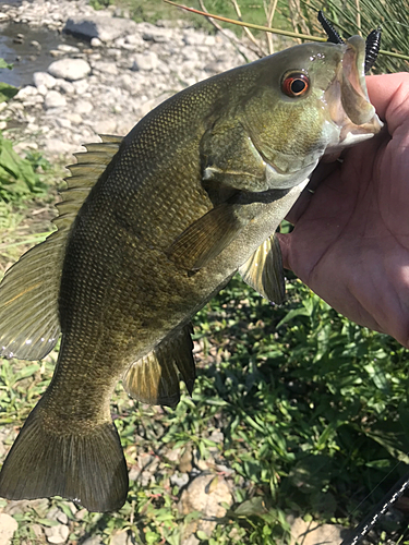 スモールマウスバスの釣果