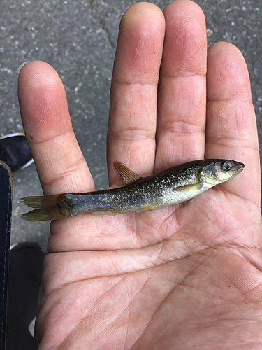 タカハヤの釣果