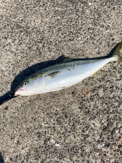 メジロの釣果