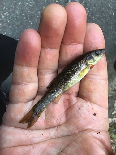 タカハヤの釣果