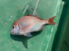 チダイの釣果