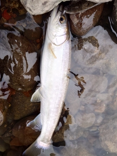 ブラウントラウトの釣果