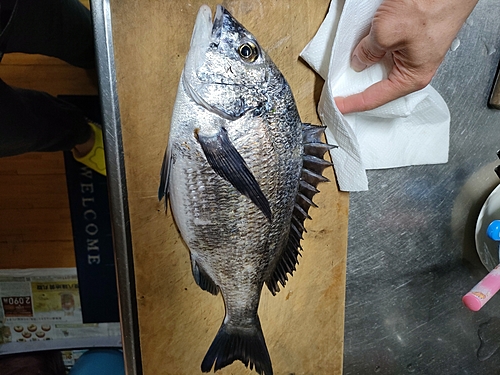 チヌの釣果